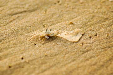 Fototapeta na wymiar Macro photo of a sand crab on the beach