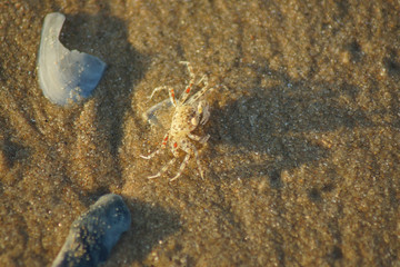 Macro photo of a sand crab on the beach