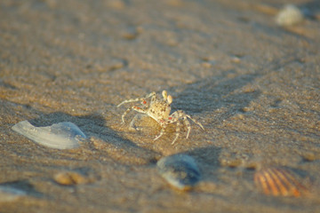 Macro photo of a sand crab on the beach