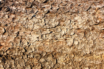 dry wood bark, texture, background