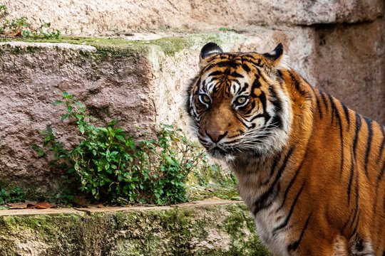 Tigre de Sumatra