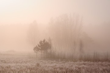 Winter landscape with frozen bare trees on a field covered with frozen dry grass in a thick fog during sunrise in Khakassia, Russia