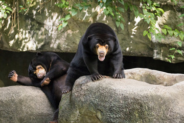 Image of a malayan sun bear relax on the rocks. Wild Animals.