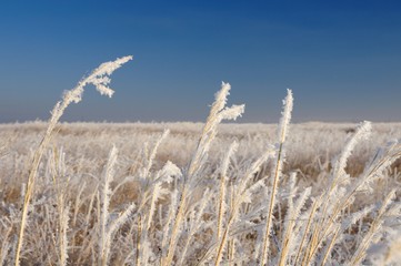 Fototapeta premium Frozen dry yellow grass under dark blue sky in Khakassia, Russia 