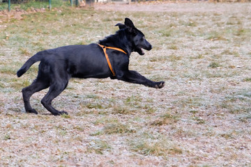 Black German Sheepard Dog Puppy in training class. Portrait, Running, Dog Trainer