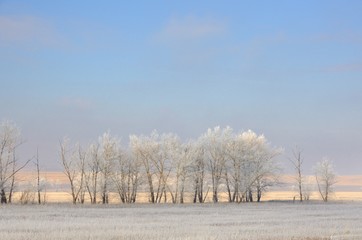 Winter landscape with frozen bare trees on cleaned agricultural field covered with frozen dry yellow grass under blue sky in Khakassia, Russia