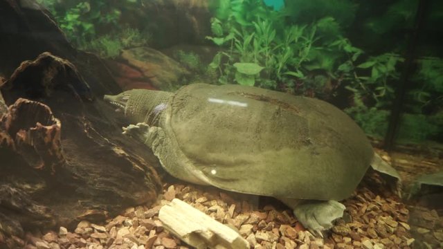 Chinese softshell turtle trionyx sleeps at the bottom of the aquarium.
