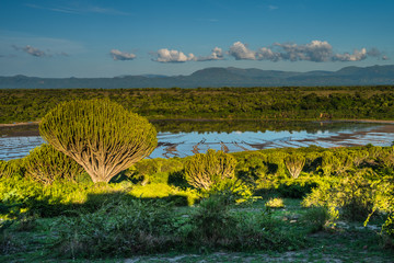 Beautiful landscape in southwestern Uganda, at the Bwindi Impenetrable Forest National Park, at the...