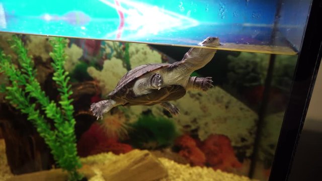 Cute little side-necked turtlesticks her head out of the water in aquarium.
