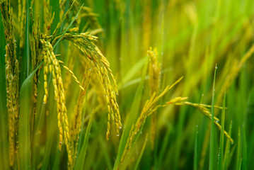 close up of yellow green rice field