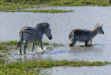Obraz na płótnie Canvas Herd of zebras in the African savannah