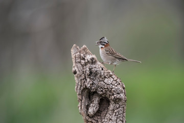 Rufous collared Sparrow, Pampas, Patagonia, Argentina