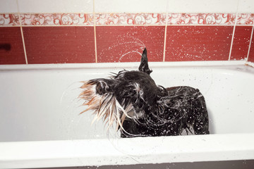 dog shakes off, schnauzer in bathroom after shower