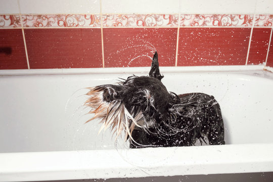 Dog Shakes Off, Schnauzer In Bathroom After Shower