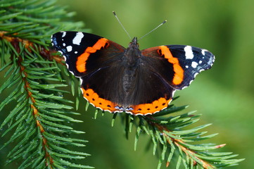 Beautiful bright butterfly sitting on a pine branch. The butterfly has dark wings. On the front wings orange stripes and white spots. On the edge of the lower wings also passes orange stripe. 