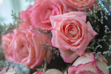 Rose  flower