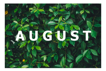 List of calendar months Designed on a natural green leaf background