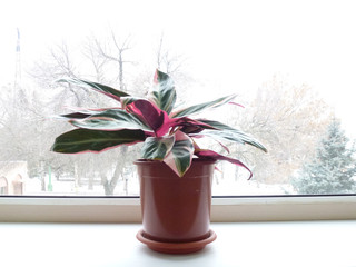 houseplants on a background of snow in the window
