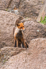 Cute Red Fox, Vulpes vulpes in fall forest. Beautiful animal in the nature habitat. Wildlife scene from the wild nature. Red fox running in orange autumn leaves