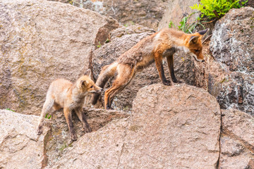 Cute Red Fox, Vulpes vulpes in fall forest. Beautiful animal in the nature habitat. Wildlife scene from the wild nature. Red fox running in orange autumn leaves