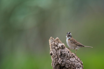 Rufous collared Sparrow, Pampas, Patagonia, Argentina