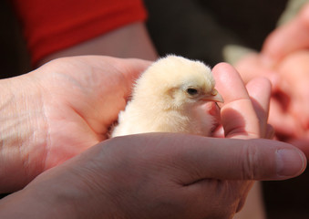 A Baby Chicken Being Held in a Pair of Hands.