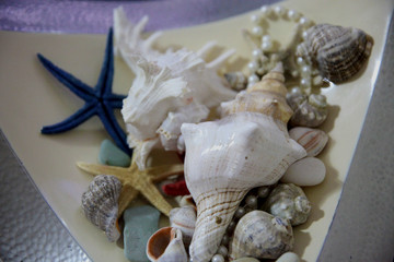 white, shell, background, seashell, life, sea, nature, still, pebble, starfish, beach, object, collection, beauty, summer, texture, closeup, flower, space, macro, frame, tropical, stone, star, large
