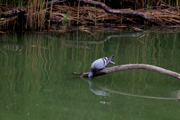 pigeon se désaltérant 