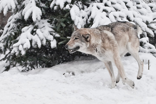 A large gray wolf quickly runs through the forest, a powerful impetuous wild beast in winter.