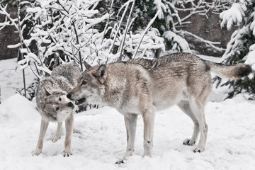 Wolves male and female play during mating in a snowy winter forest