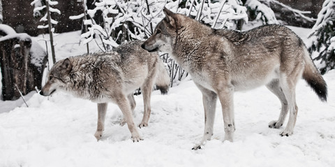 Obraz premium Wolves male and female play during mating in a snowy winter forest