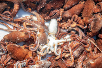 octopus