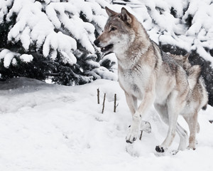 Obraz premium A large gray wolf with a vigorous face quickly rushes through the forest with snow-covered trees, he quickly runs out.
