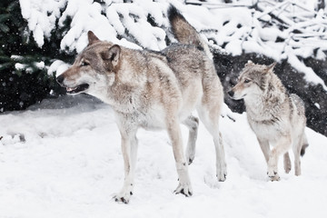 A pair of wolves (male and female) quickly run together through a snowy forest in the snowfall, the symbol of men and wife.