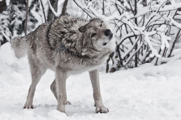 The wolf (female wolf) vigorously shakes off hair from snow during a snowfall