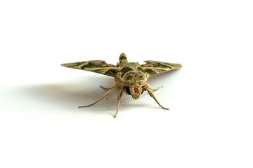 A moth on white background