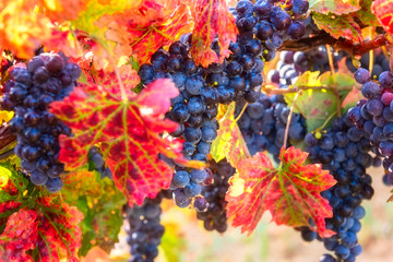 Obraz na płótnie Canvas Blue grapes close-up with water drops and color autumn leaves, natural agricultural sunny background of vineyard for winemaking