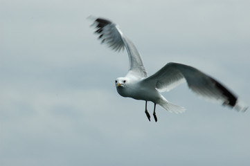 seagull in flight