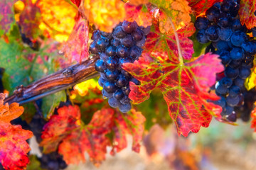 Blue grapes close-up with water drops and color autumn leaves, natural agricultural sunny background of vineyard for winemaking