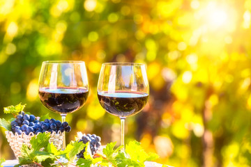 Two glasses of red wine with blue grapes in a basket against a sunny vineyard background. Natural organic agricultural concept
