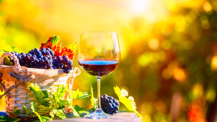 Glass of red wine with bunch of blue grapes and vine, sunny natural organic agricultural background