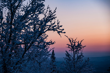 silhouette of winter tree at sunset