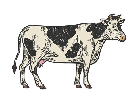 Cow rural farm animal color sketch engraving vector illustration. Scratch board style imitation. Black and white hand drawn image.