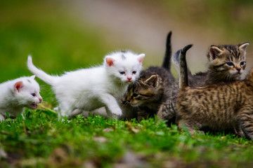 Group of little kittens in the grass