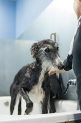Wet greyhound with the shower jet in a bathing session and hairdressing