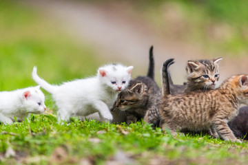 Group of little kittens in the grass