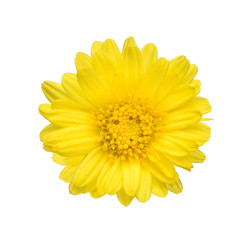 Top view of one chrysanthemum on  white background