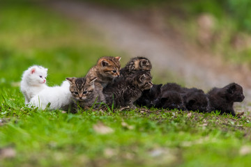 Group of little kittens in the grass