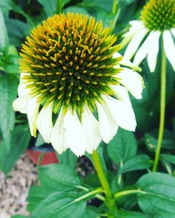 Flor