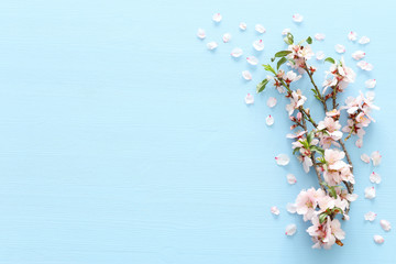 photo of spring white cherry blossom tree on blue wooden background. View from above, flat lay